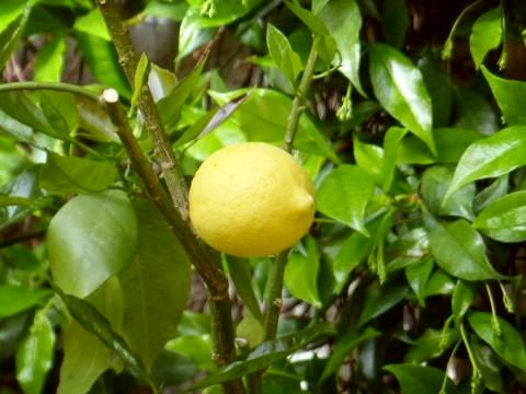 Zitronen in Riva 