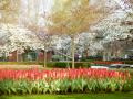 Titelbild für Tulpenblüte in Holland